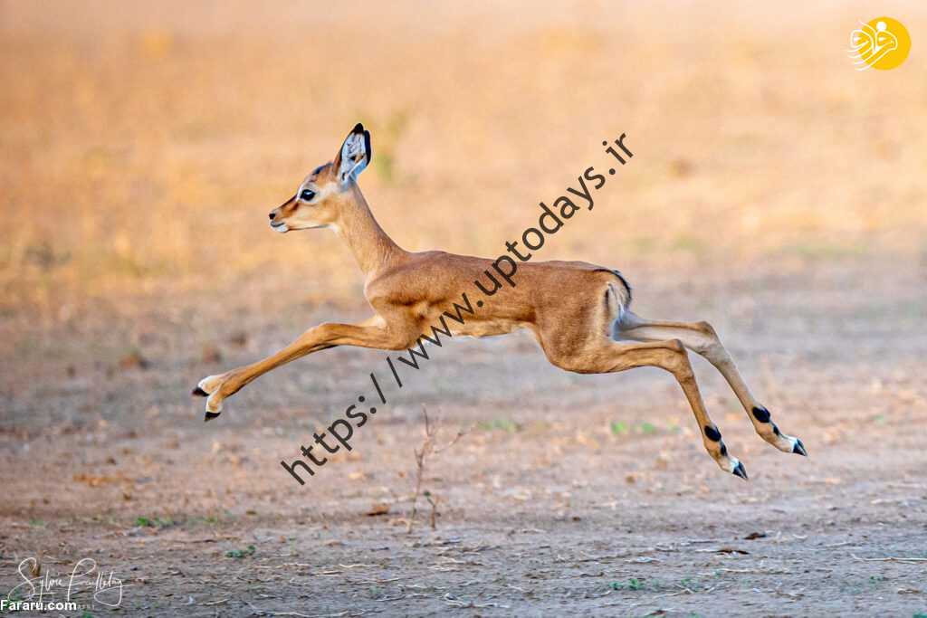 (عکس)