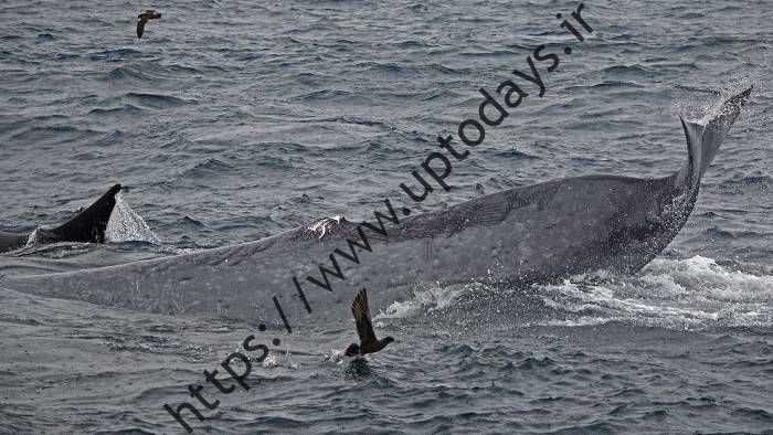 دم زخمی نهنگ بی / مجروح tail of blue whale