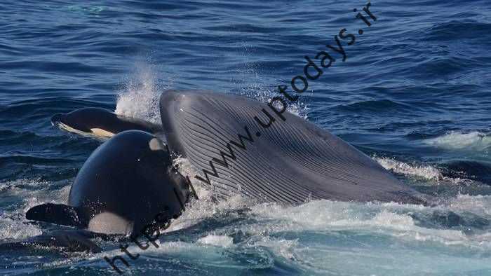 اورکا زبان نهنگ آبی را گاز می گیرد