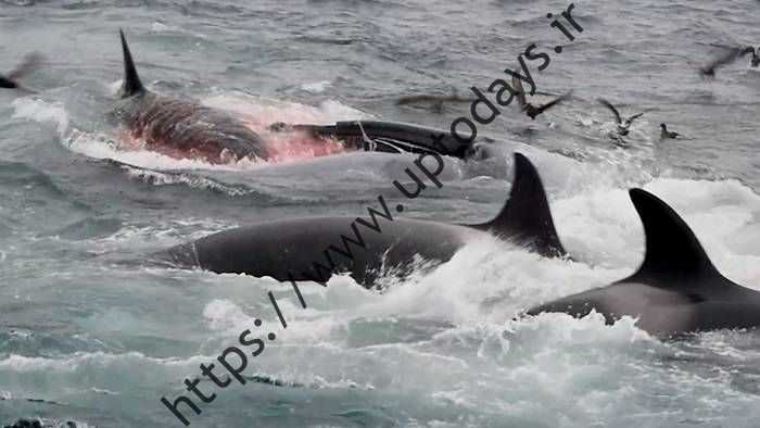 حمله اورکاها به نهنگ آبی / حمله اورکاها به نهنگ آبی