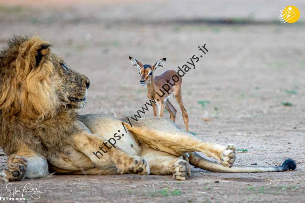 (عکس)