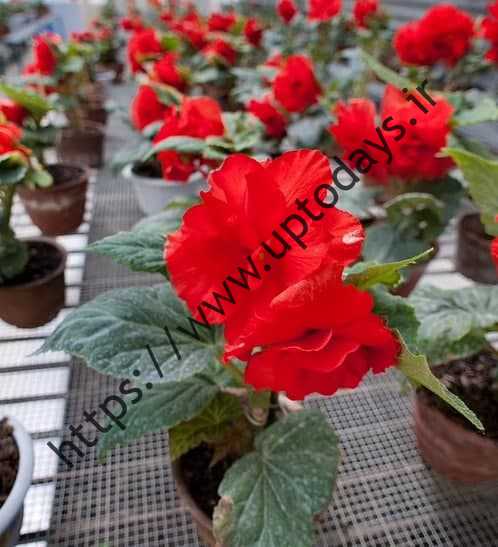 این یک آشفتگی است